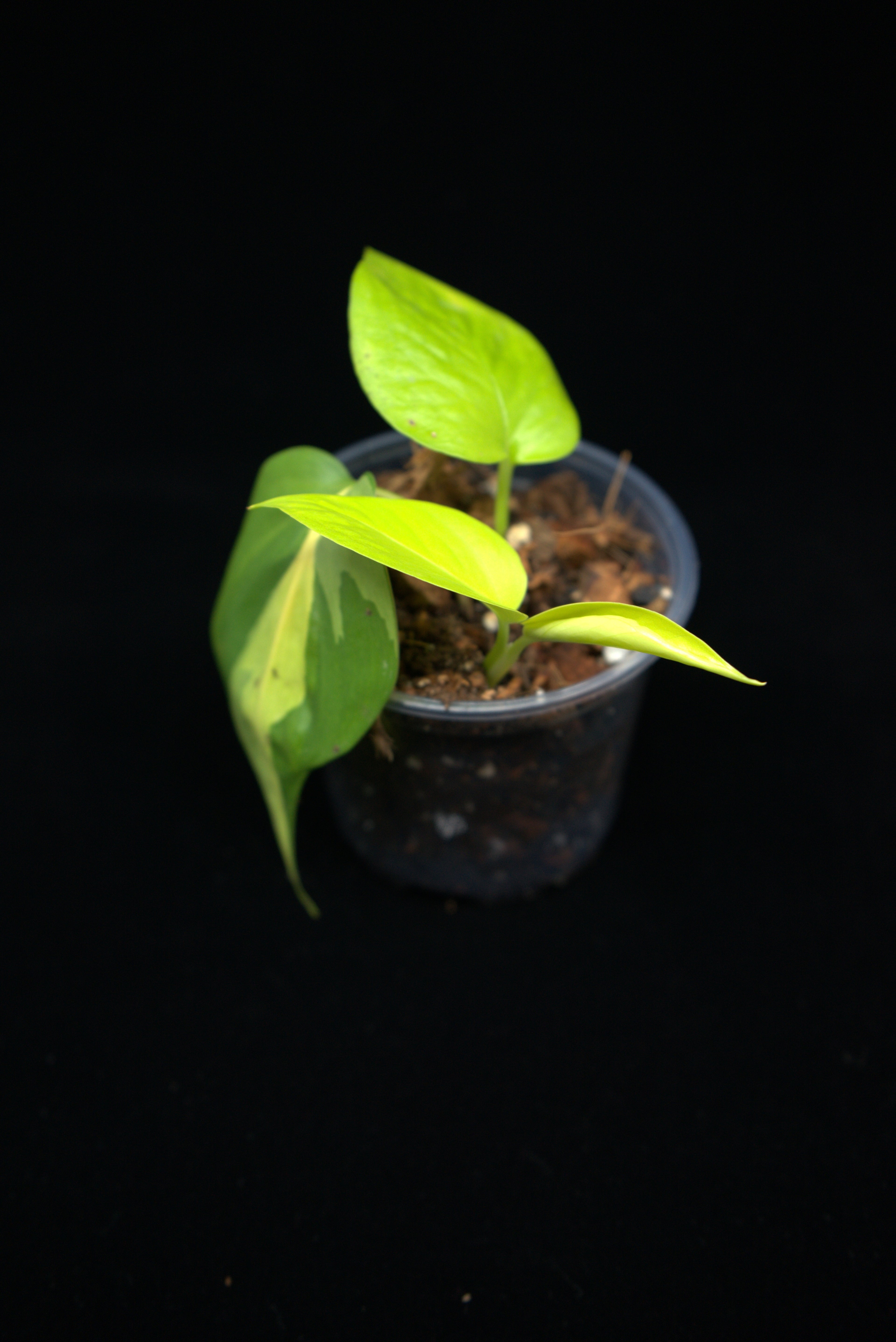 Philodendron hederaceum ‘Brasil’ x Epipremnum aureum 'Neon'
