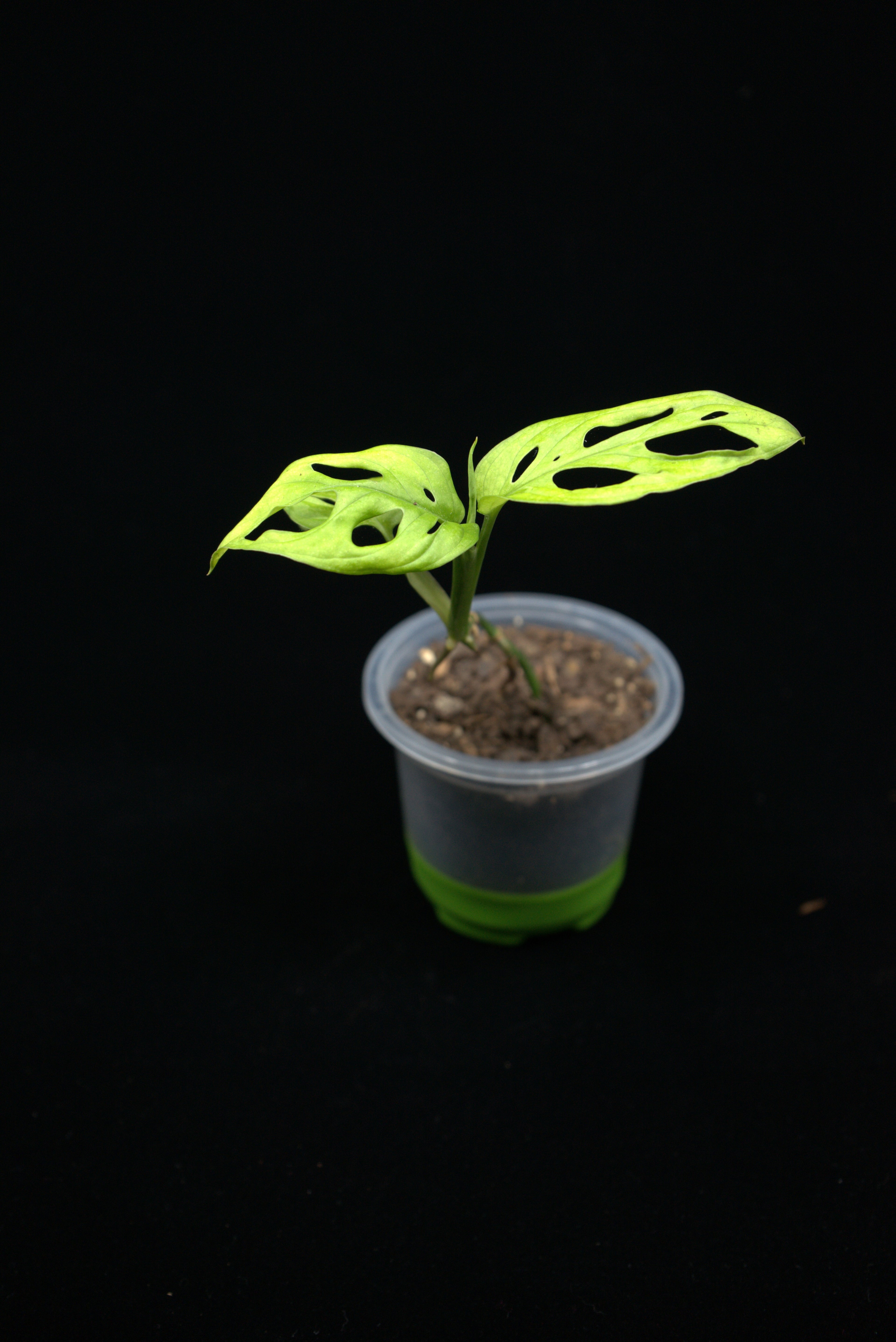 Monstera adansonii 'Swiss Cheese'