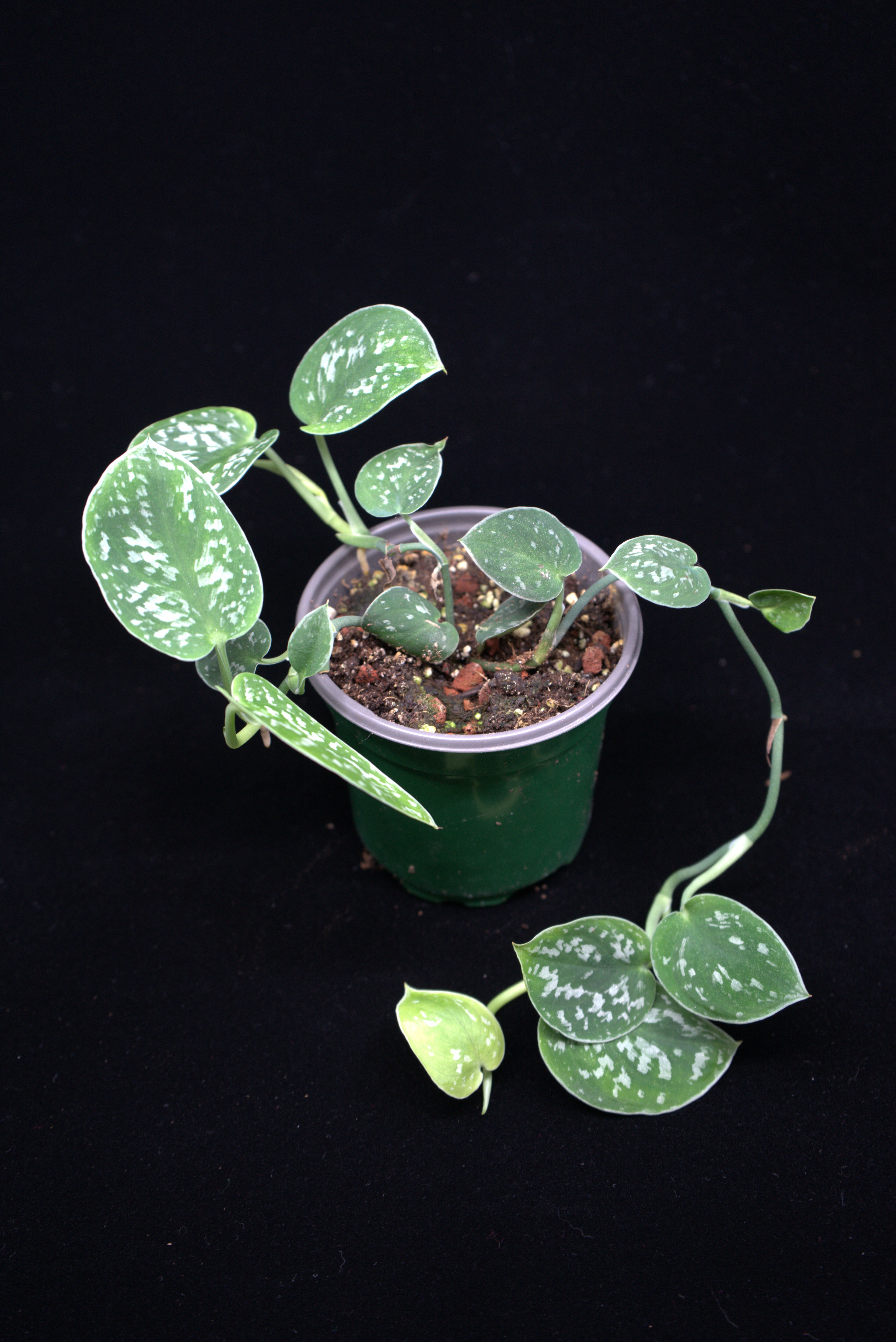 Scindapsus pictus ‘Silvery Ann’