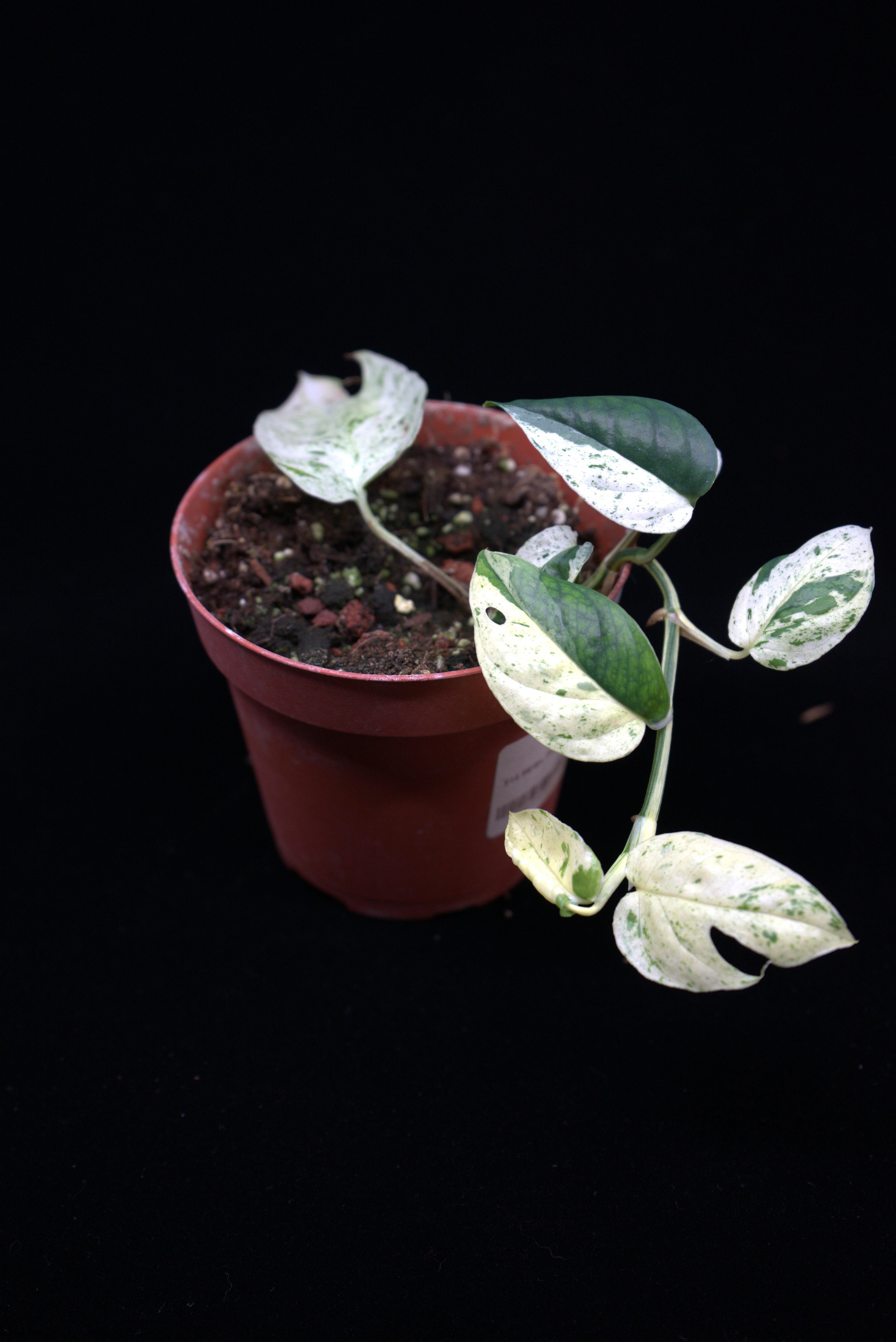 Epipremnum pinnatum ‘Marble’