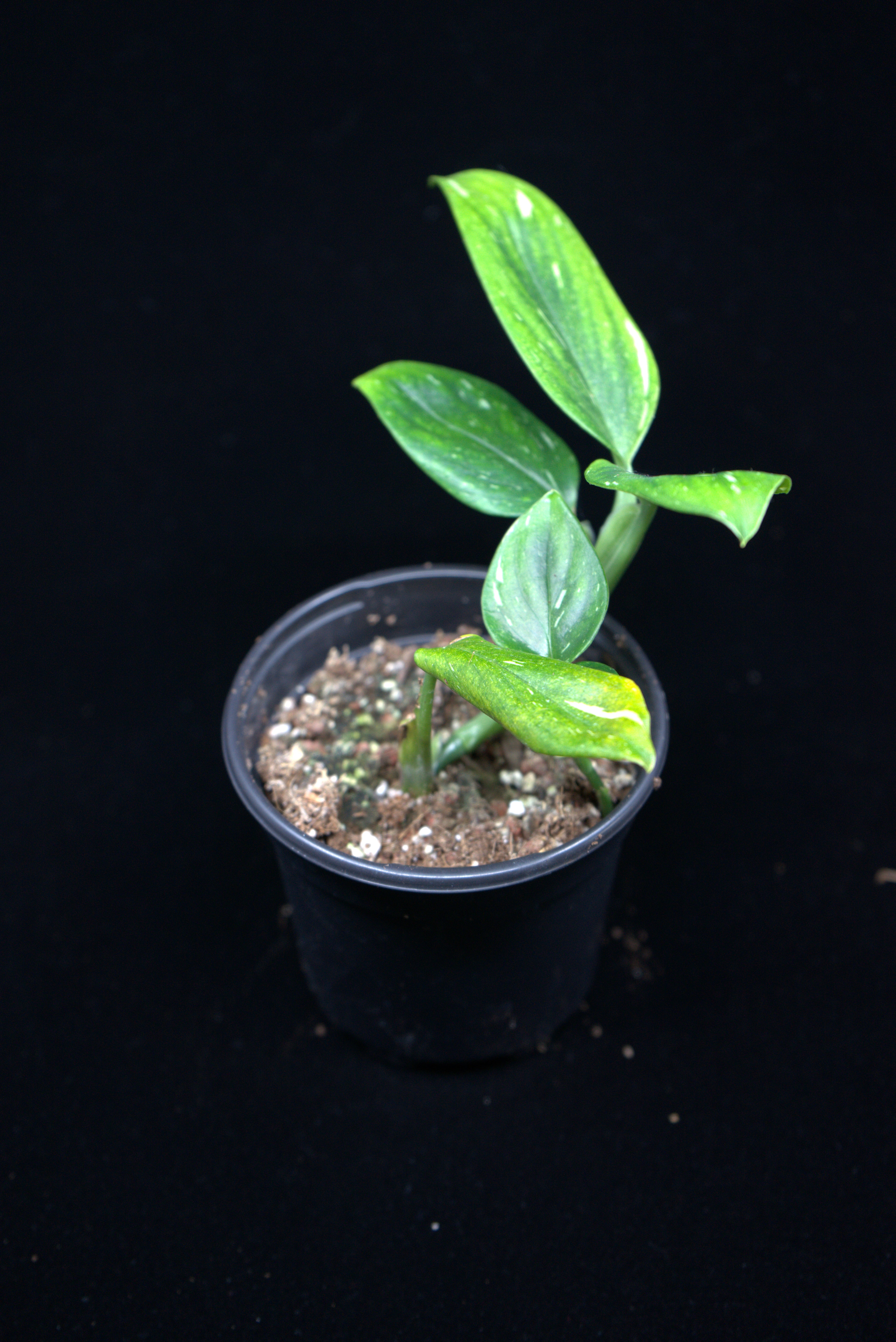 Monstera standleyana