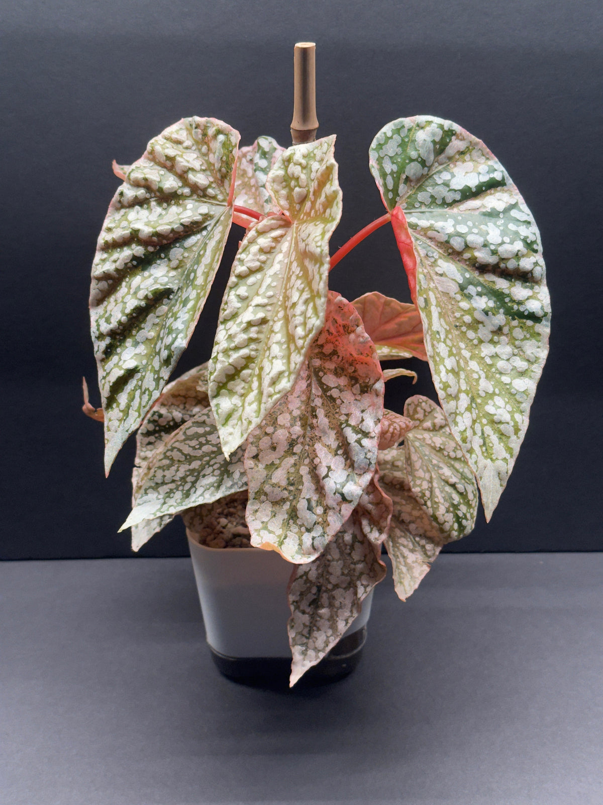 Begonia Begonia