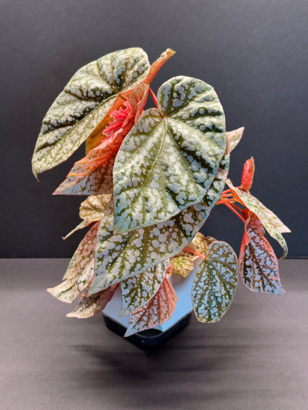 Begonia Begonia