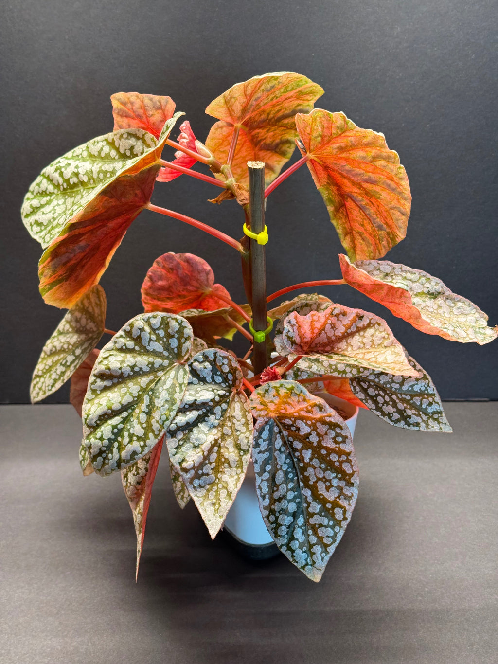 Begonia Begonia