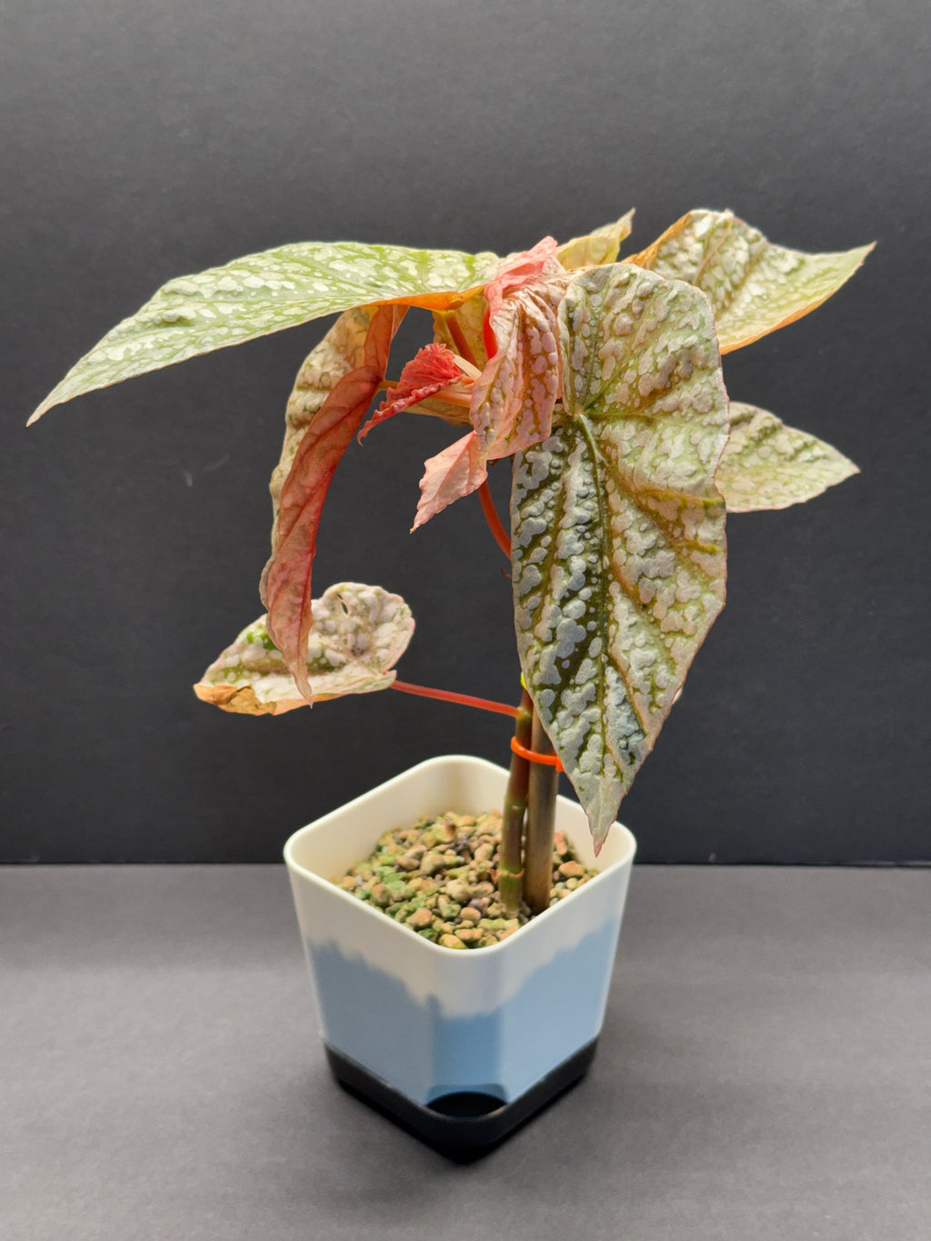 Begonia Begonia