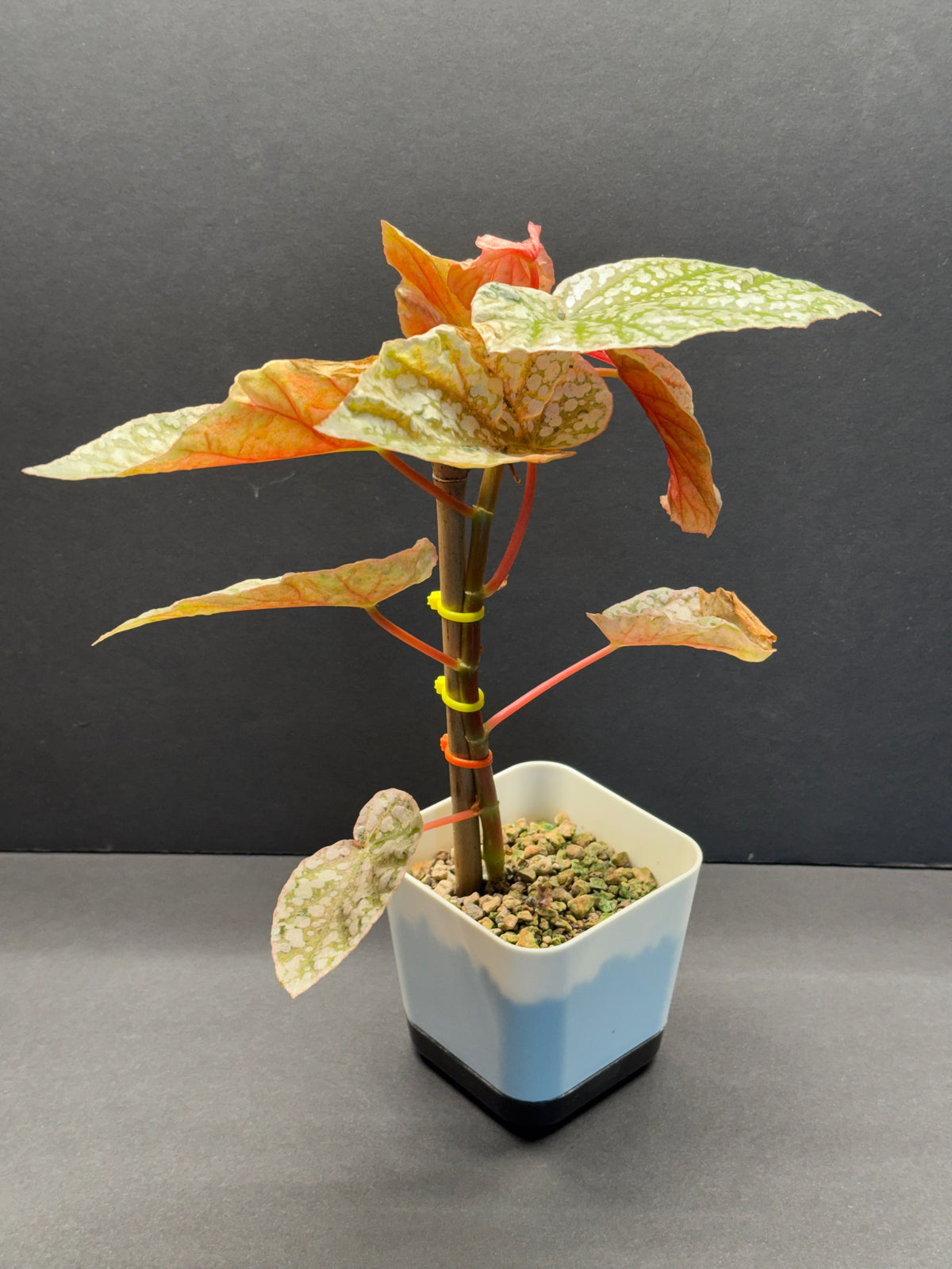 Begonia Begonia