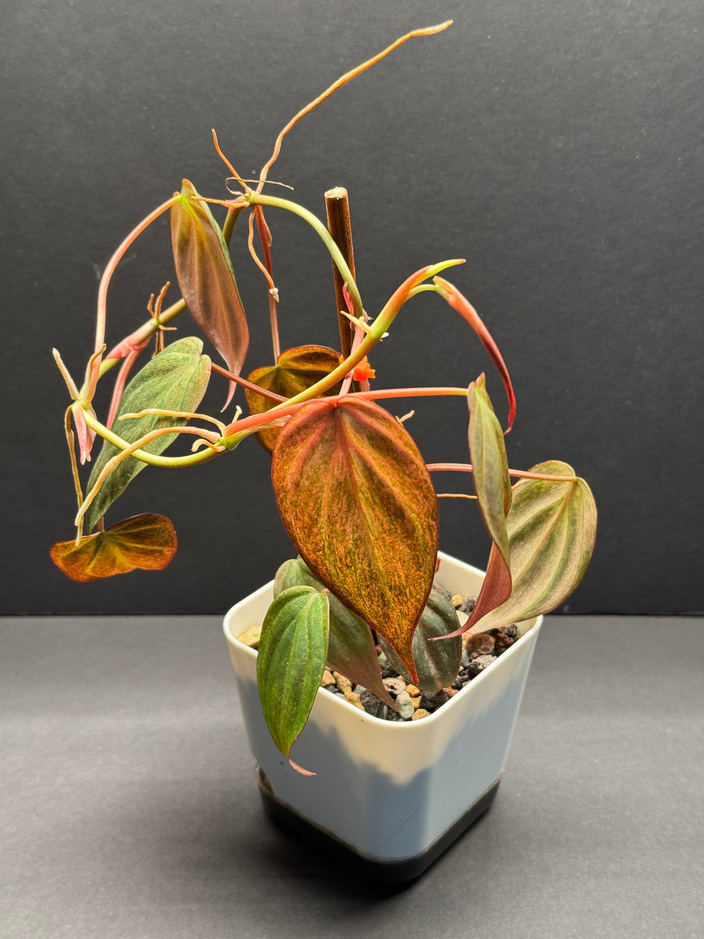 Philodendron  Philodendron 