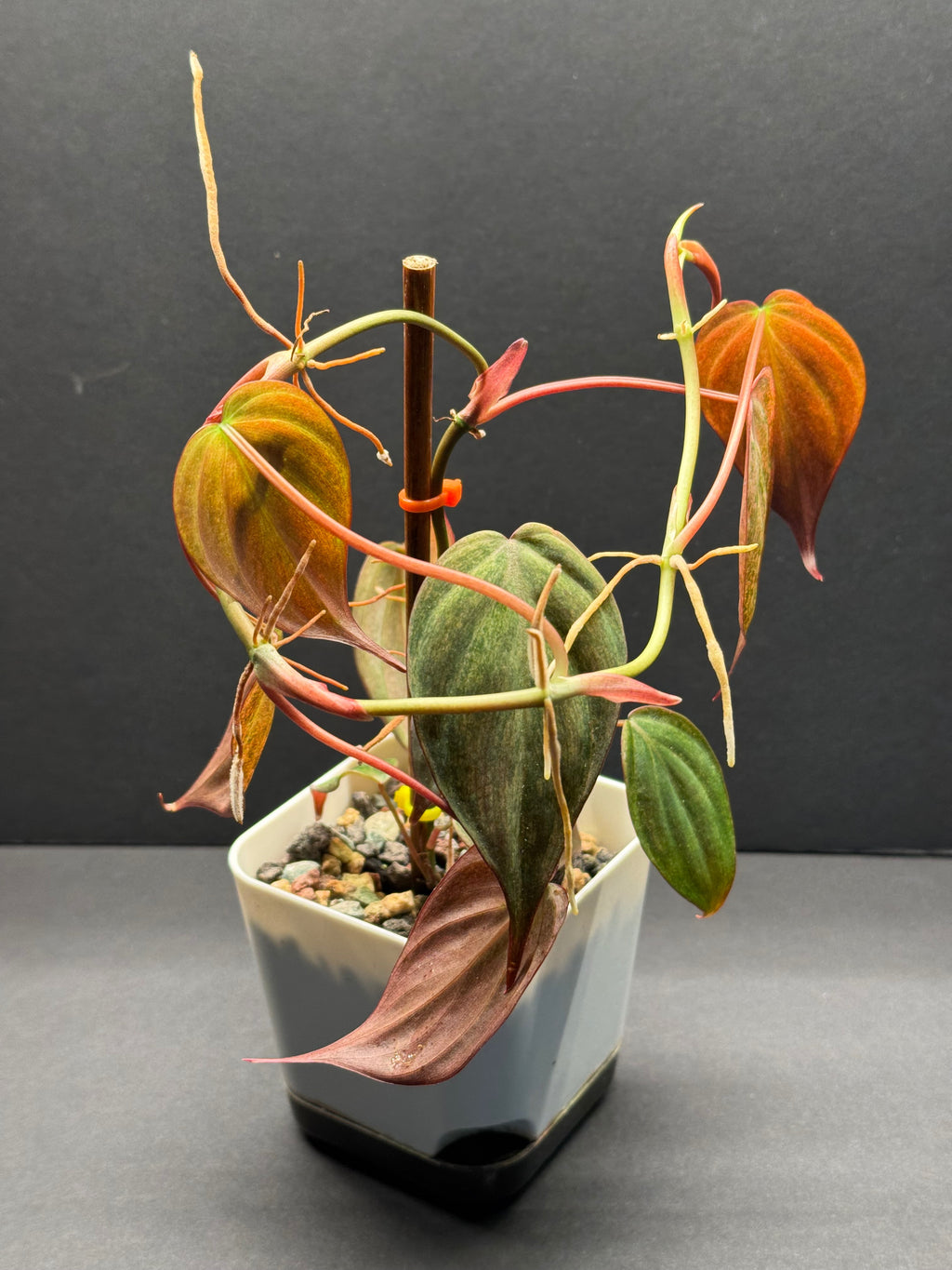 Philodendron  Philodendron 