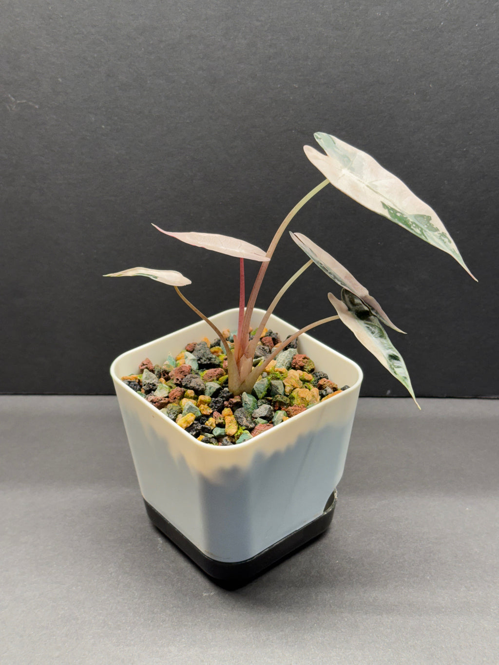 Alocasia Alocasia