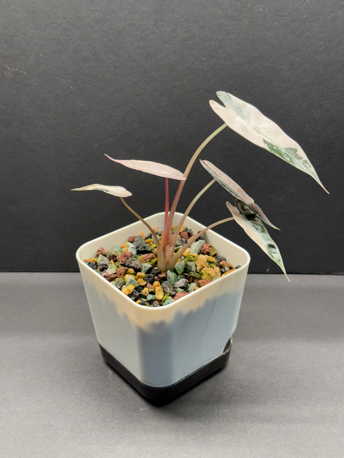 Alocasia Alocasia