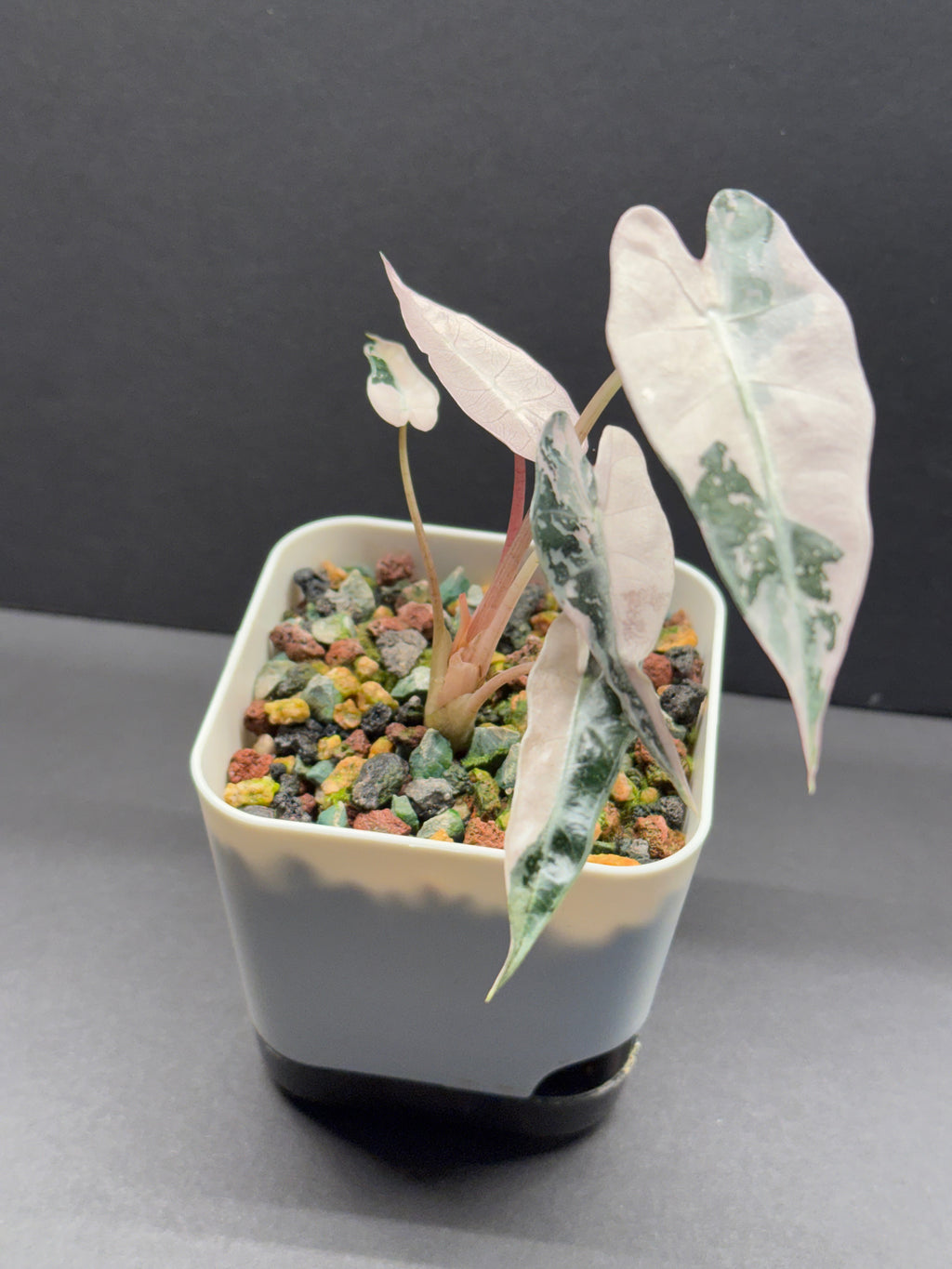 Alocasia Alocasia