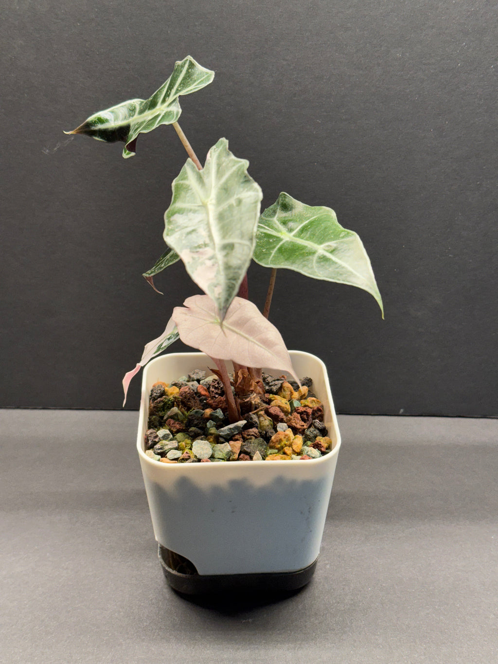 Alocasia Alocasia