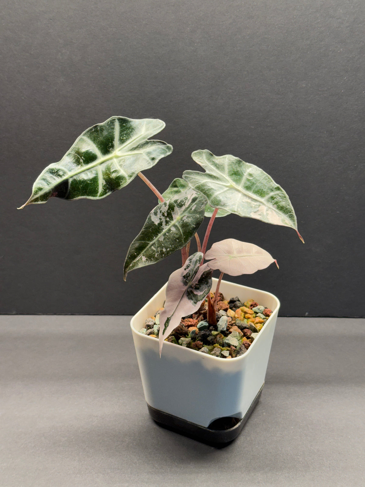 Alocasia Alocasia