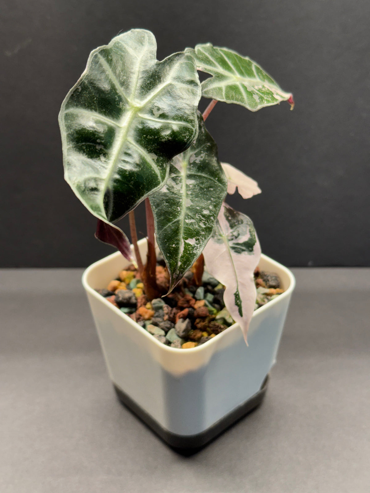 Alocasia Alocasia