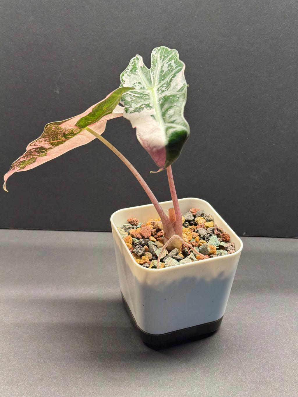 Alocasia Alocasia