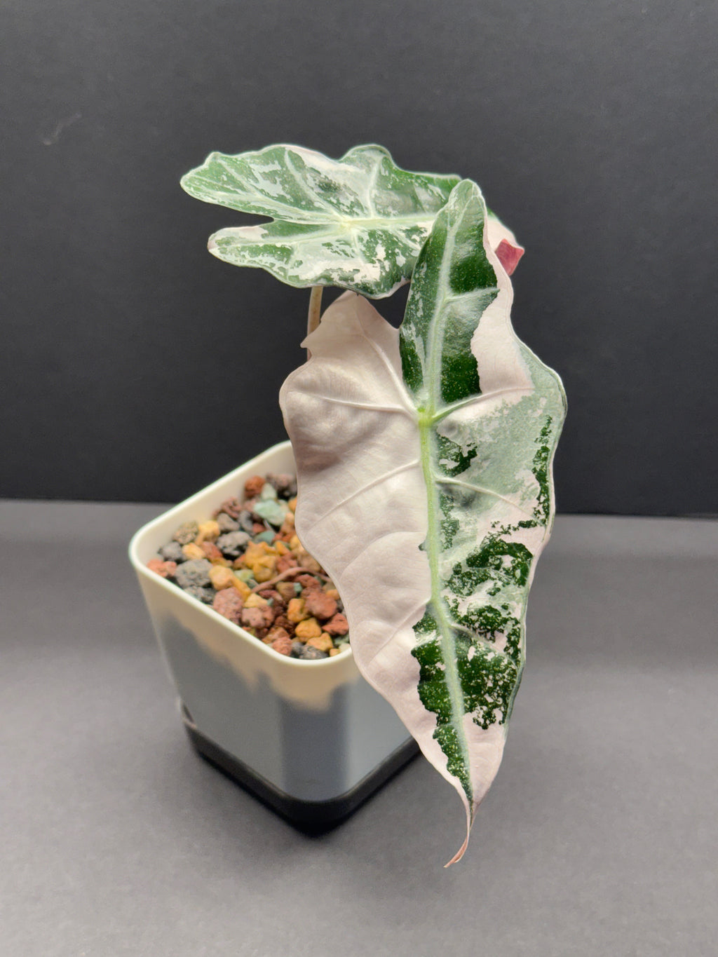Alocasia Alocasia